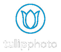 Tulip Photo